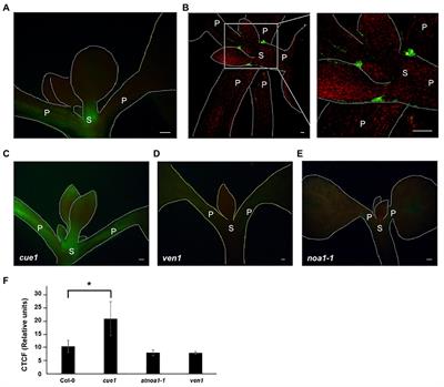 Nitric Oxide Alters the Pattern of Auxin Maxima and PIN-FORMED1 During Shoot Development